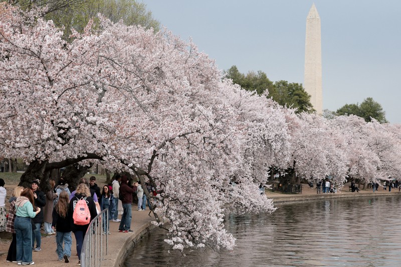 Seorang wanita berpose di tengah-tengah bunga sakura di sepanjang Tidal Basin di Washington, D.C., AS, 30 Maret 2026. (REUTERS/Jonathan Ernst)