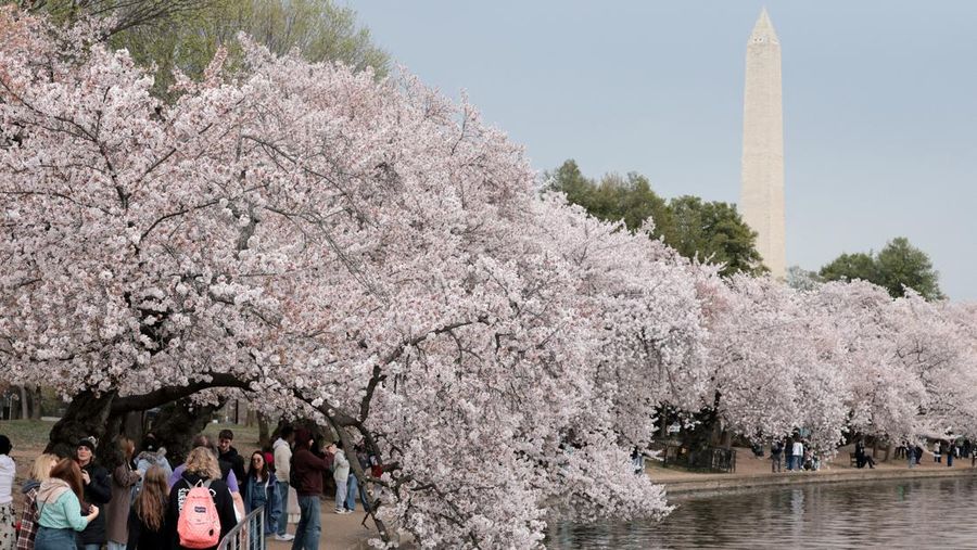 Seorang wanita berpose di tengah-tengah bunga sakura di sepanjang Tidal Basin di Washington, D.C., AS, 30 Maret 2026. (REUTERS/Jonathan Ernst)