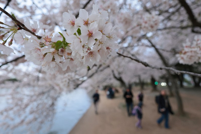 Seorang wanita berpose di tengah-tengah bunga sakura di sepanjang Tidal Basin di Washington, D.C., AS, 30 Maret 2026. (REUTERS/Jonathan Ernst)