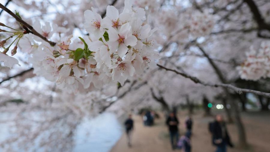 Seorang wanita berpose di tengah-tengah bunga sakura di sepanjang Tidal Basin di Washington, D.C., AS, 30 Maret 2026. (REUTERS/Jonathan Ernst)