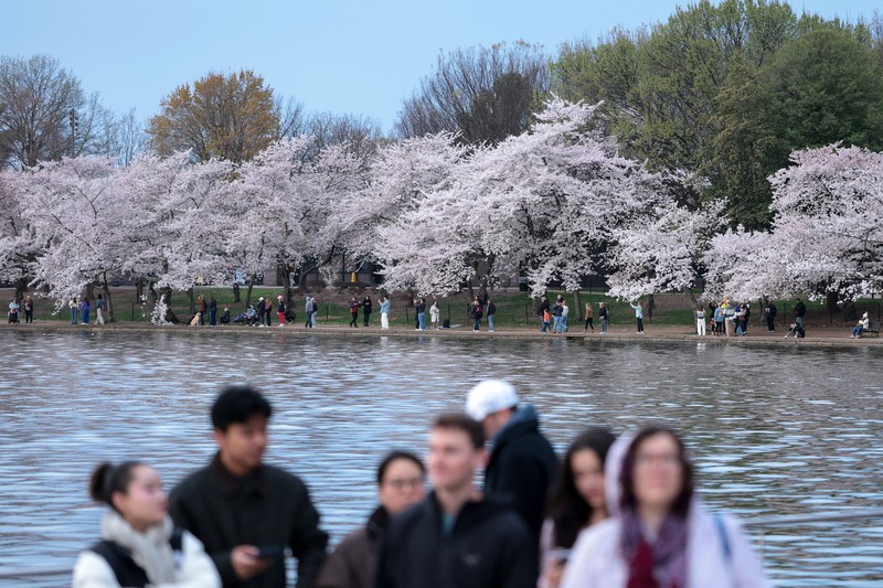 Seorang wanita berpose di tengah-tengah bunga sakura di sepanjang Tidal Basin di Washington, D.C., AS, 30 Maret 2026. (REUTERS/Jonathan Ernst)