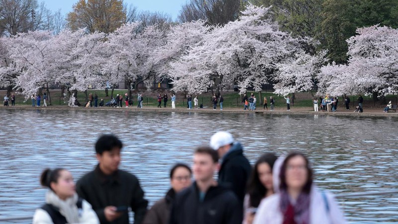 Seorang wanita berpose di tengah-tengah bunga sakura di sepanjang Tidal Basin di Washington, D.C., AS, 30 Maret 2026. (REUTERS/Jonathan Ernst)