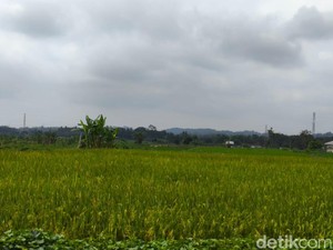 Panen Raya Lebih Awal, Kuningan Jaga Pasokan Beras