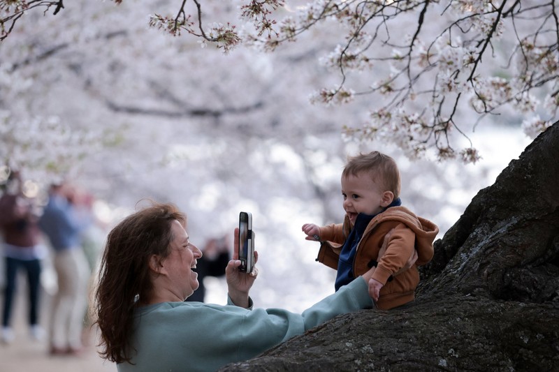 Seorang wanita berpose di tengah-tengah bunga sakura di sepanjang Tidal Basin di Washington, D.C., AS, 30 Maret 2026. (REUTERS/Jonathan Ernst)