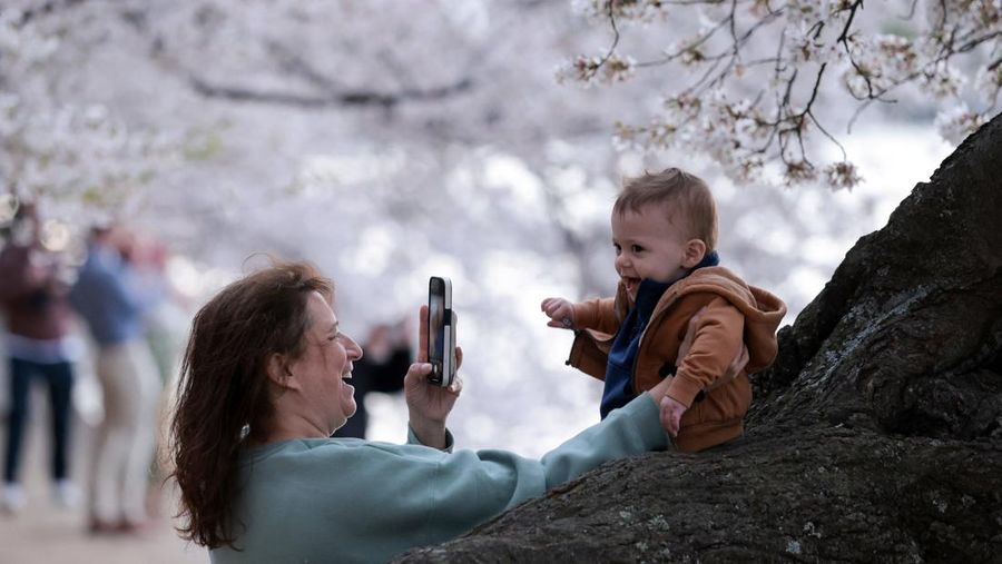 Seorang wanita berpose di tengah-tengah bunga sakura di sepanjang Tidal Basin di Washington, D.C., AS, 30 Maret 2026. (REUTERS/Jonathan Ernst)