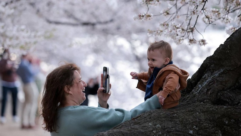 Seorang wanita berpose di tengah-tengah bunga sakura di sepanjang Tidal Basin di Washington, D.C., AS, 30 Maret 2026. (REUTERS/Jonathan Ernst)