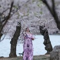 Potret Sakura Mekar di Washington, Kota Berubah Jadi Negeri Anime