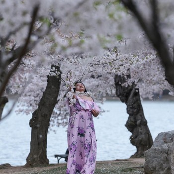 Potret Sakura Mekar di Washington, Kota Berubah Jadi Negeri Anime