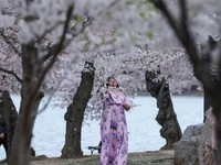 Potret Sakura Mekar di Washington, Kota Berubah Jadi Negeri Anime