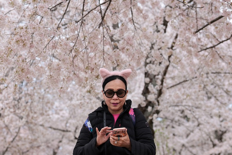 Seorang wanita berpose di tengah-tengah bunga sakura di sepanjang Tidal Basin di Washington, D.C., AS, 30 Maret 2026. (REUTERS/Jonathan Ernst)