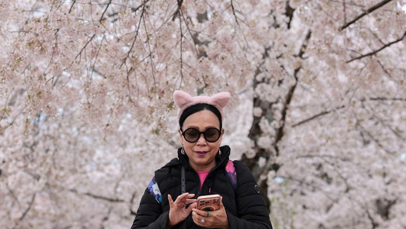 Seorang wanita berpose di tengah-tengah bunga sakura di sepanjang Tidal Basin di Washington, D.C., AS, 30 Maret 2026. (REUTERS/Jonathan Ernst)
