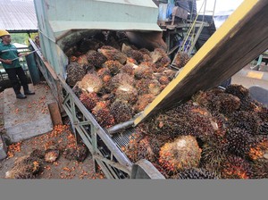 RI Mau Lobi AS Biar Sawit Nggak Kena Tarif 10%
