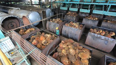 Harga Referensi CPO Terkerek Naik