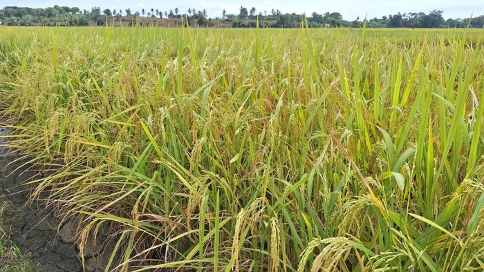 Posisi Pangan dalam Peperangan Global