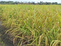 Posisi Pangan dalam Peperangan Global