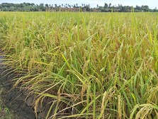 Posisi Pangan dalam Peperangan Global