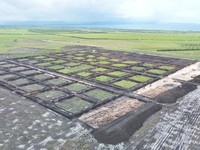 Penampakan Tambak Udang Raksasa di RI Seluas 2.150 Kali Lapangan Bola