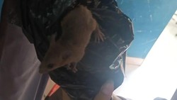 Hiii! Siswa SMKN 8 Semarang Kaget Ada Tikus Muncul dari Boks Ompreng MBG