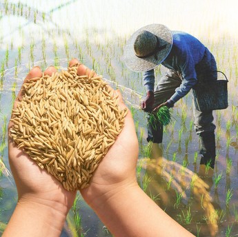 10 Daerah Penghasil Padi Terbanyak di Indonesia, Jawa Adalah Kunci