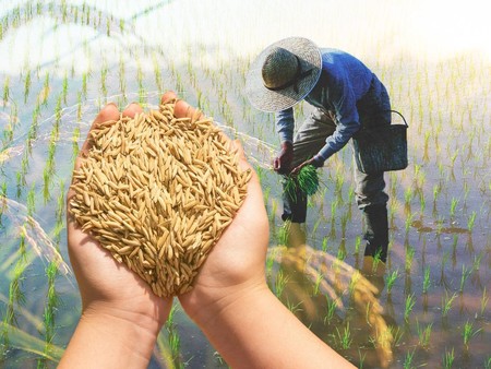 10 Daerah Penghasil Padi Terbanyak di Indonesia, Jawa Adalah Kunci