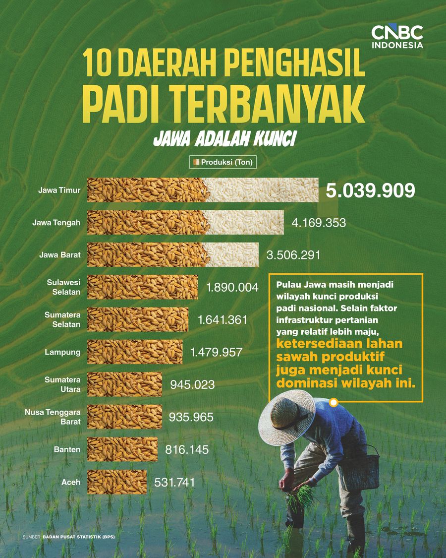 10 Daerah Penghasil Padi Terbanyak di Indonesia, Jawa Adalah Kunci