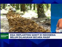 Video: Prabowo Mau B50, Ini Efeknya ke Industri Sawit & Ekspor CPO RI