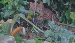 Geger Macan Tutul Terjerat di Permukiman Gunung Mas Bogor