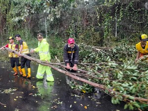 Pohon Tumbang Timpa Mobil di Setiabudi, Akses Bandung-Lembang Tertutup