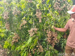 Serba-serbi Wisata Kebun Kelengkeng di Sidoarjo