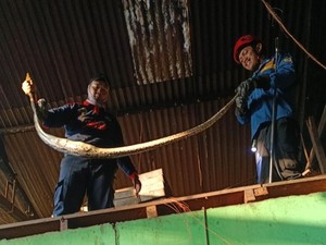 Piton 3 Meter Kepergok Ngumpet di Rumah Produksi Roti di Boyolali