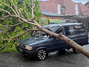 Mobil Tertimpa Pohon Tumbang di Purworejo, Penumpang Dilarikan ke RS