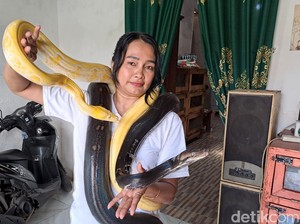 Video: Wanita Asal Jombang Ini Pelihara 17 Ekor Ular Piton di Rumahnya
