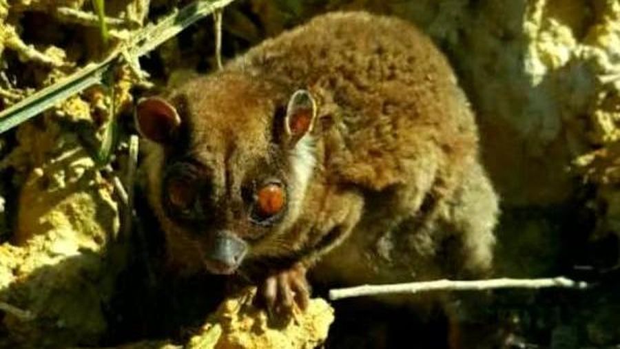 Tous ayamaruensis. (Dok. Istimewa)