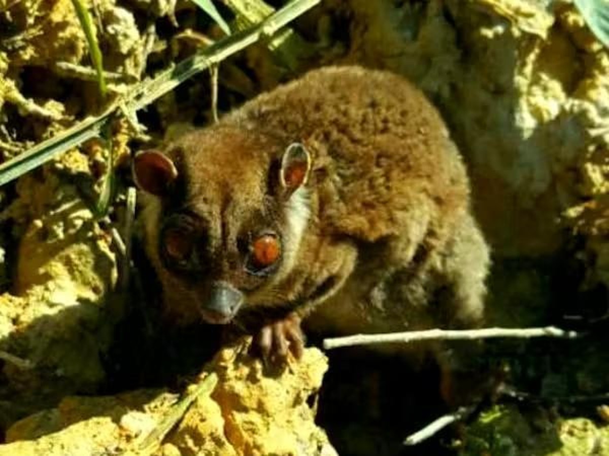 Dua Spesies Marsupial Punah Ribuan Tahun Masih Hidup di Hutan Papua
