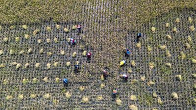 Panen Raya Dorong Kenaikan Produksi Padi Nasional