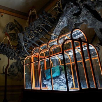 Ilmuwan Buat Tas dari Kolagen Fosil T-rex, Bakal Dilelang Rp8,5 M