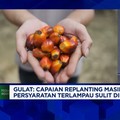Video: B50 Dimulai 1 Juli, Petani Sawit Siap Penuhi 19 Juta Ton CPO