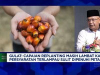 Video: B50 Dimulai 1 Juli, Petani Sawit Siap Penuhi 19 Juta Ton CPO