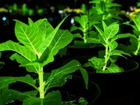 Peneliti China Ciptakan Tanaman Bercahaya Buat Terangi Taman