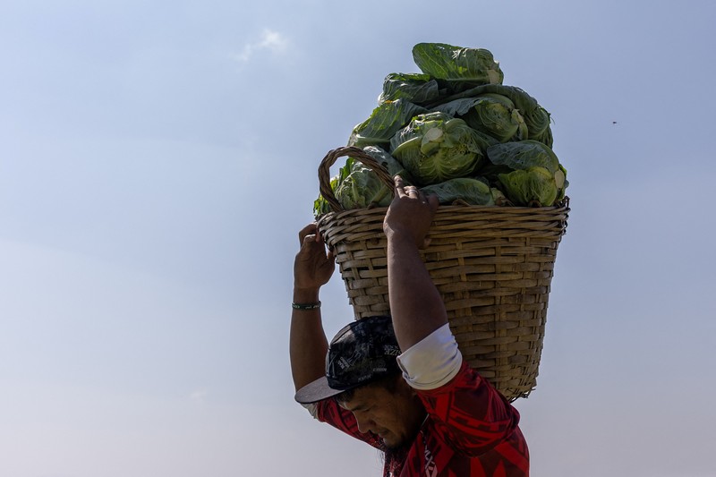 Para petani memanen kentang di sebuah pertanian di Atok, Benguet, Filipina, 31 Maret 2026. (REUTERS/Eloisa Lopez)