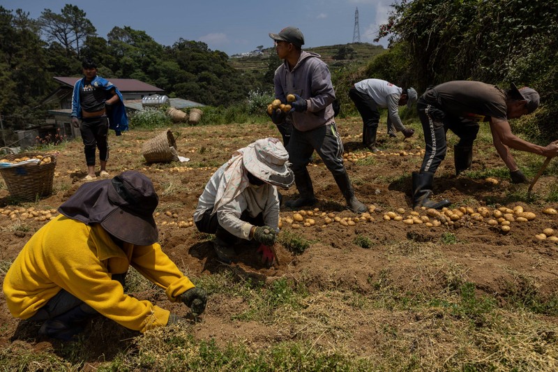 Para petani memanen kentang di sebuah pertanian di Atok, Benguet, Filipina, 31 Maret 2026. (REUTERS/Eloisa Lopez)