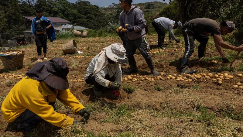 Para petani memanen kentang di sebuah pertanian di Atok, Benguet, Filipina, 31 Maret 2026. (REUTERS/Eloisa Lopez)