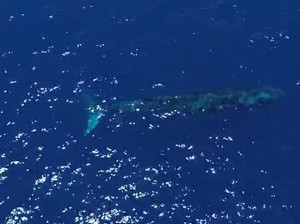 Video: Detik-detik Paus Biru 20 Meter Muncul di Gorontalo!