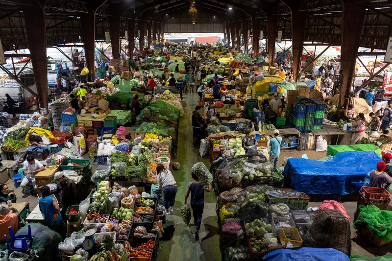 Para petani memanen kentang di sebuah pertanian di Atok, Benguet, Filipina, 31 Maret 2026. (REUTERS/Eloisa Lopez)