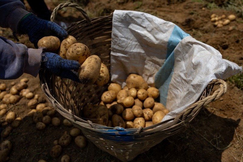 Para petani memanen kentang di sebuah pertanian di Atok, Benguet, Filipina, 31 Maret 2026. (REUTERS/Eloisa Lopez)