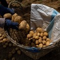 Seorang petani mengisi keranjang dengan kentang di sebuah pertanian di Atok, Benguet, Filipina, 31 Maret 2026. (REUTERS/Eloisa Lopez)