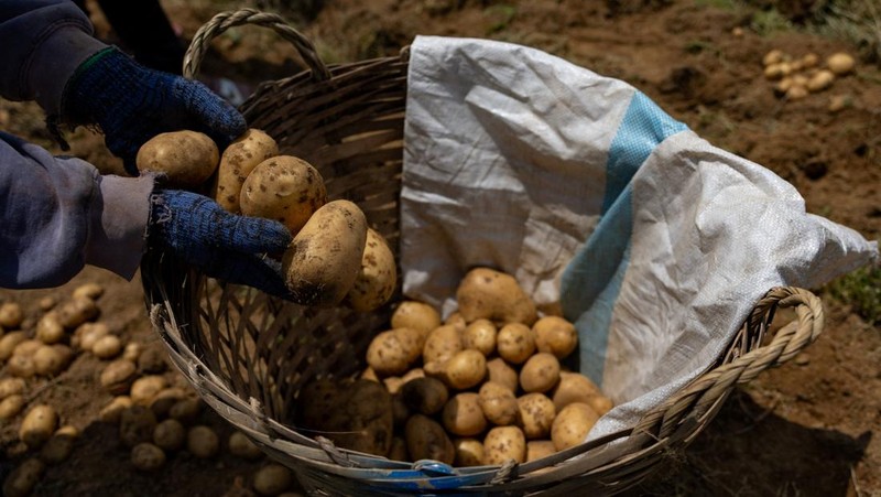Para petani memanen kentang di sebuah pertanian di Atok, Benguet, Filipina, 31 Maret 2026. (REUTERS/Eloisa Lopez)