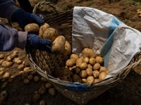 Seorang petani mengisi keranjang dengan kentang di sebuah pertanian di Atok, Benguet, Filipina, 31 Maret 2026. (REUTERS/Eloisa Lopez)