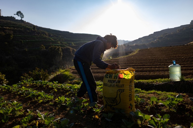 Para petani memanen kentang di sebuah pertanian di Atok, Benguet, Filipina, 31 Maret 2026. (REUTERS/Eloisa Lopez)