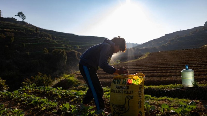 Para petani memanen kentang di sebuah pertanian di Atok, Benguet, Filipina, 31 Maret 2026. (REUTERS/Eloisa Lopez)